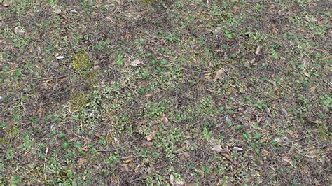 Texture Png Forest Ground Pbr