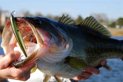 The 10 Best Bass Lures of 2024 - WooFish.com