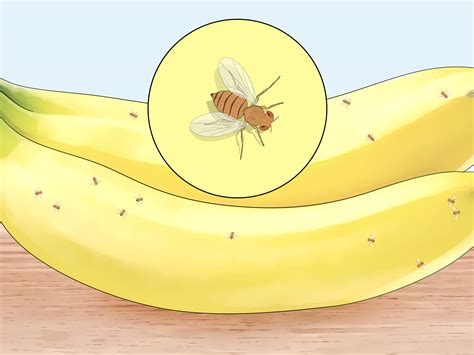 How To Distinguish Between Male And Female Fruit Flies 9 Steps