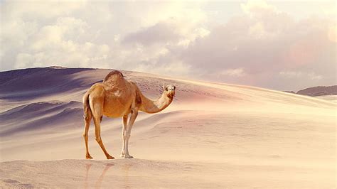 Camel Backgrounds Pics Hd Wallpaper Pxfuel