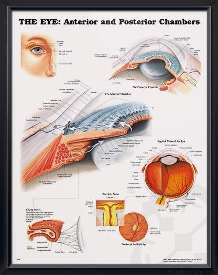 The Eye Anterior And Posterior Anatomy Poster Depicts Lacrimal
