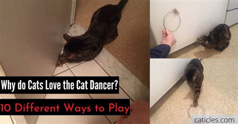 Cat Dancer Toy Review And 10 Ways To Play Jess Caticles