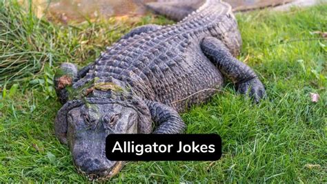 40 Funny Alligator Jokes That Will Make You Lol Eastrohelp