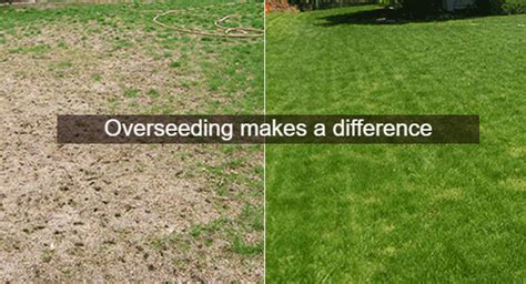 Jan 27, 2021 · overseeding the lawn. How To Reseed A Dead Lawn | MyCoffeepot.Org