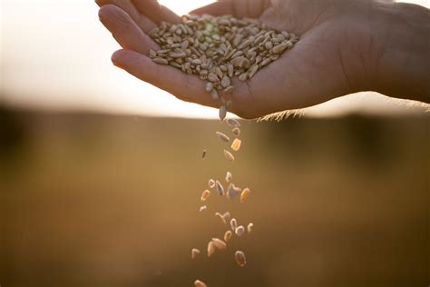 Sowing Seeds Parable