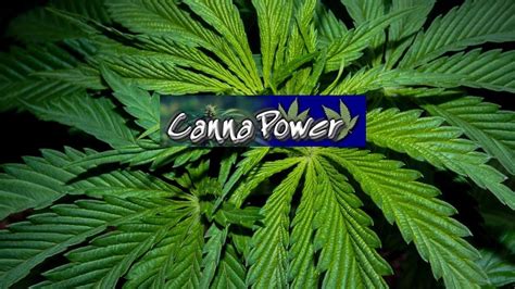 Cannapower Im Interview Niemand Macht Das Mehr Zum Spa