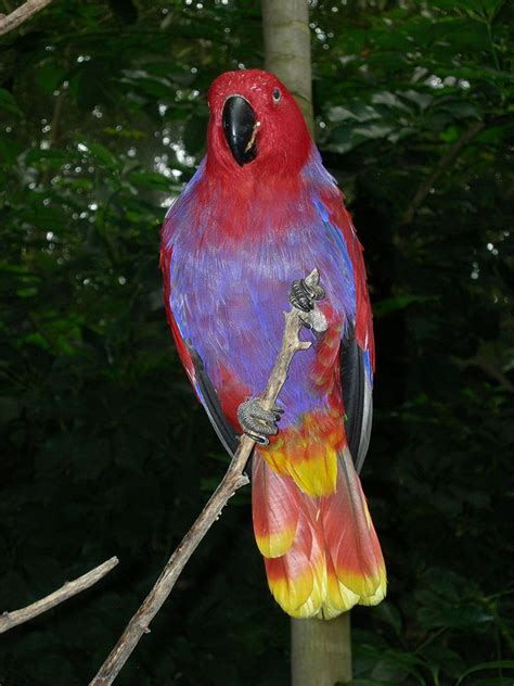 Female E R Vosmaeri At North Carolina Zoo No Other Subspecies