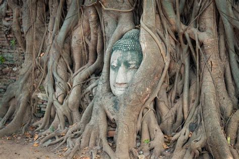 Head Of Buddha Statue In The Tree Roots At Wat Mahathat Ayutthaya
