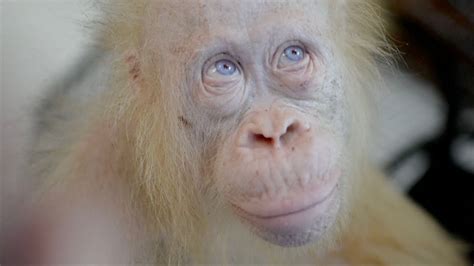 🔥 Meet Alba The Only Known Albino Orangutan She Was Rescued By A Sanctuary After Being