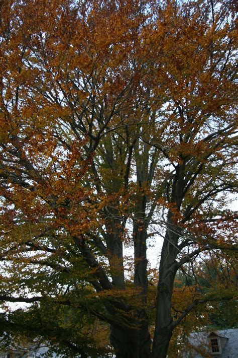 European Beech Delaware Trees