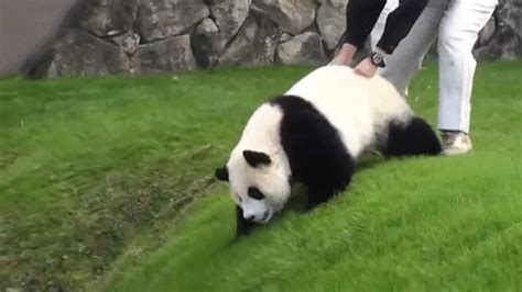 Panda Trying To Escape Rs