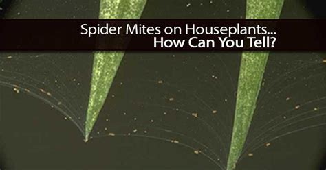 How To Control Spider Mites On Indoor Plants Spider Mites Plant
