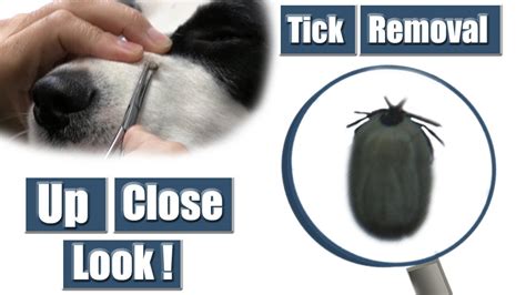 Dog Tick Removal Pet Grooming Tutorial Youtube