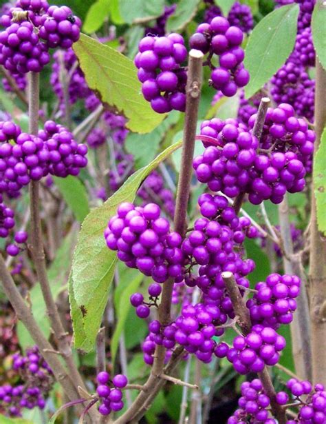 Purple Berries Of Callicarpa Profusin Great Winter Berried Plant For The Garden Berry Plants
