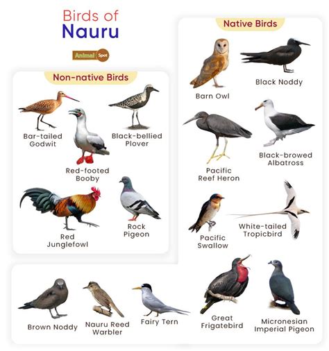 List Of Birds Found In Nauru With Pictures