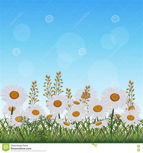 Lawn With Flowers Chamomile And Herbs Stock Vector Illustration Of