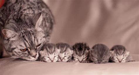 Mama And Baby Kittens Kittens Photo 41501663 Fanpop