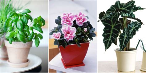 How Plants That Are Difficult To Grow High Maintenance House Plants