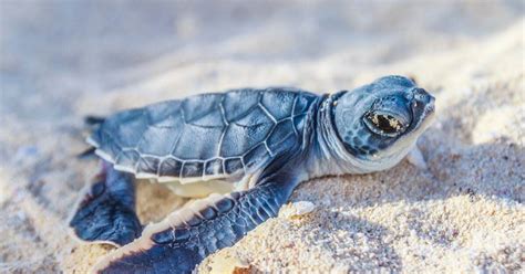 How To See Sea Turtles Hatch In Florida Visit Florida