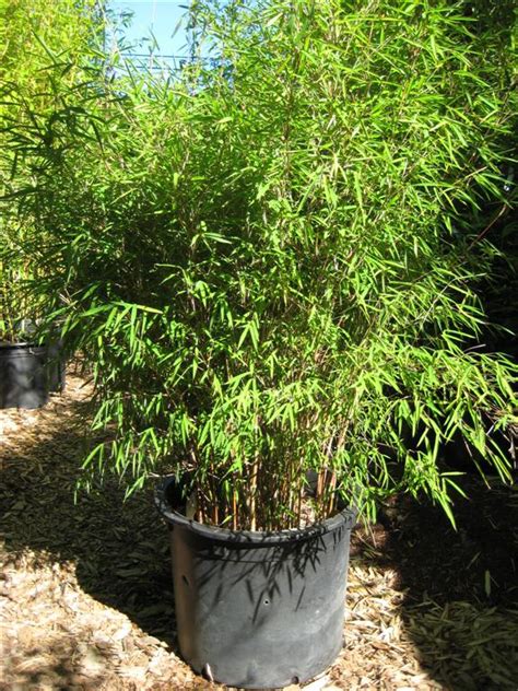 Bamboo Varieties Clumping Bamboo Beauty And The Bamboo