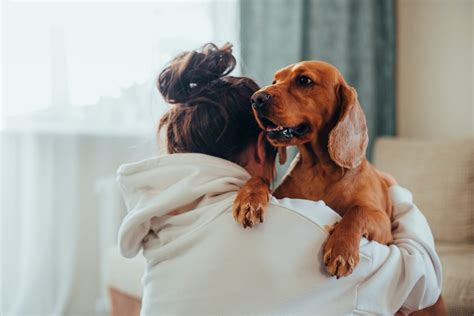 What to Do With Your Pet After Euthanasia | Paws Into Grace