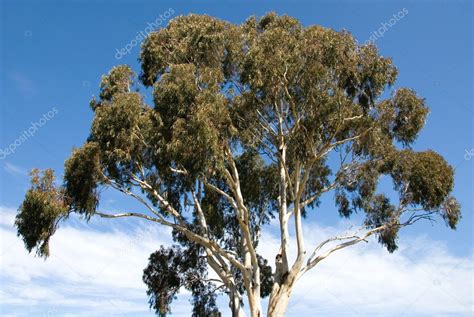 Eucalyptus Tree Stock Photo By ©phillipminnis 2228974