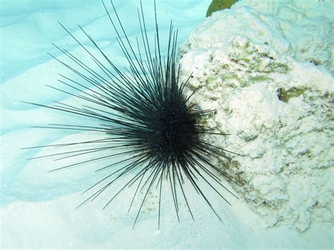 Diadema Antillarum Long Spine Sea Urchin Urchin Sea Urchin Plants