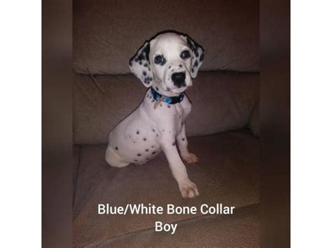 Please do your homework on the breed, they are not. Dalmatian puppies 2 Females 4 Males available in Palmetto ...