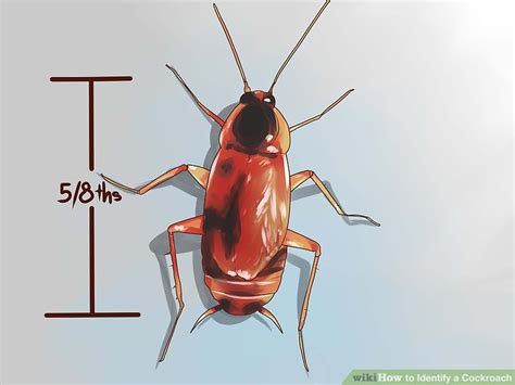 4 Ways To Identify A Cockroach Wikihow