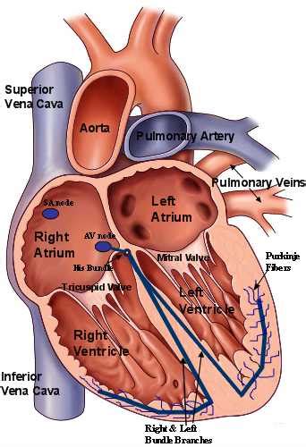 Heart Valve Anatomy