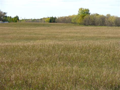Grassy Meadow 3 By Okbrightstar Stock On Deviantart
