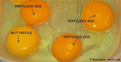 Fertile Eggs Backyard Chickens Learn How To Raise Chickens