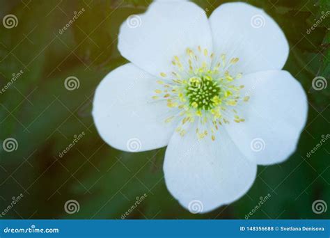 White Flower With Five Petals Close Macro Stock Photo Image Of Yellow