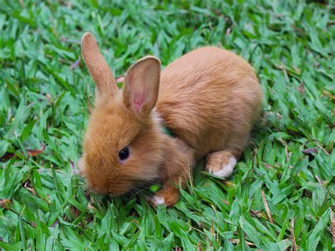 10 Smallest Rabbit Breeds That Make Good Pets Uk Pets
