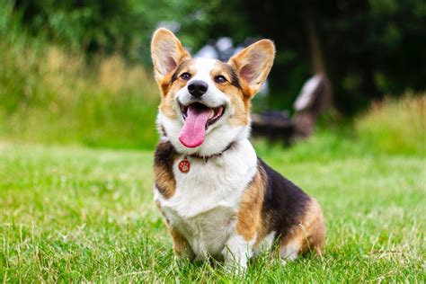 Why Does My Corgi Poop So Much Everything You Should Know Corgi