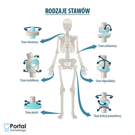 Rodzaje Staw W Portal Stomatologa