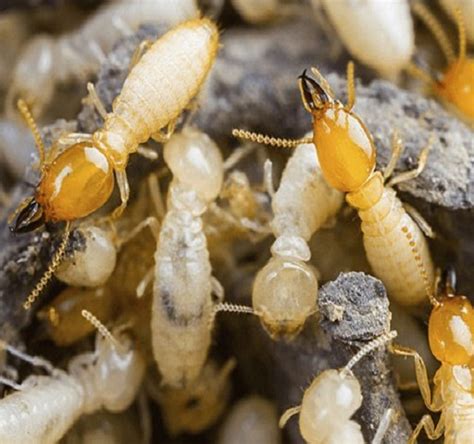 Our o'connor dublin pest control technicians understand your issues and know how to get to the root of the issue in just a day. Termite pest control | Ecofriendly Pest Control