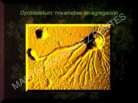 Myxomycota Acrasiomycota B