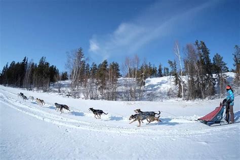 2023 Yellowknife Dog Sledding Tour Provided By Arctic Tours Canada