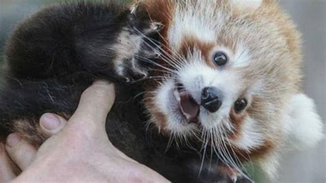 Melbourne Zoos Adorable Baby Red Pandas Set For Public