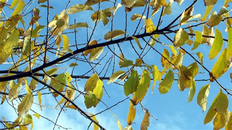 It's really only a problem for seedlings, which have a bigger this is a native american tree. Persimmon leaves | Yellow persimmon leaves against a ...