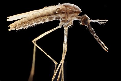 Mosquito Culicidae Macroscopic Solutions Inspiring Discovery