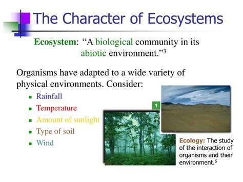 Ppt Chapter 24 Ecosystem Structure And Function Powerpoint