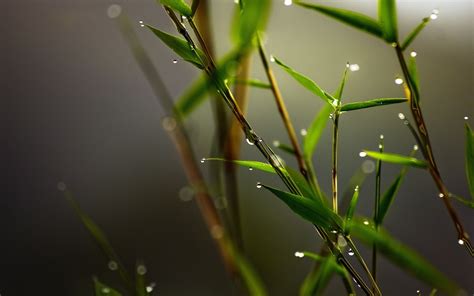 Nature Leaves Plants Water Drops Closeup Macro Blurred Bamboo