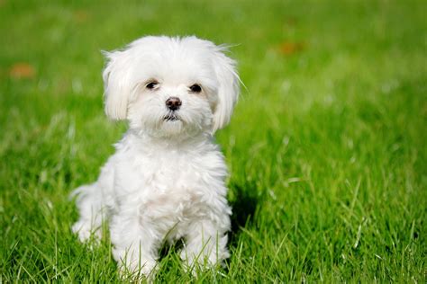 Cute Puppy Dogs Cute Maltese Puppy