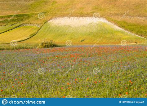Poppies In Bloom In The Plain Of Castelluccio Di Norcia Umbria Italy