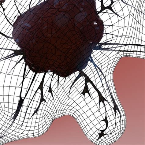But animal cells share other cellular organelles with plant cells as both have evolved from eukaryotic cells. fibroblast cell 3D Models - CGTrader.com