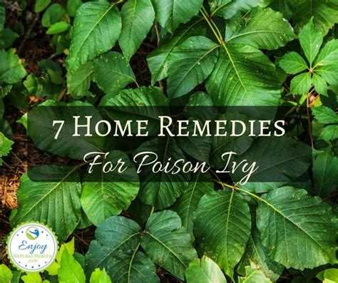 Seven Home Remedies For Poison Ivy Enjoy Natural Health