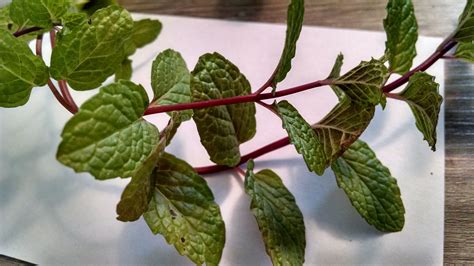 Why Are The Stems And Leaves Of My Mint Plant Turning Purple