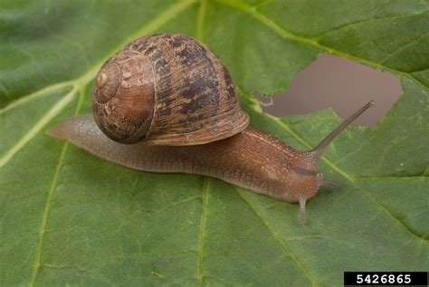 European Brown Snail Cornu Aspersum